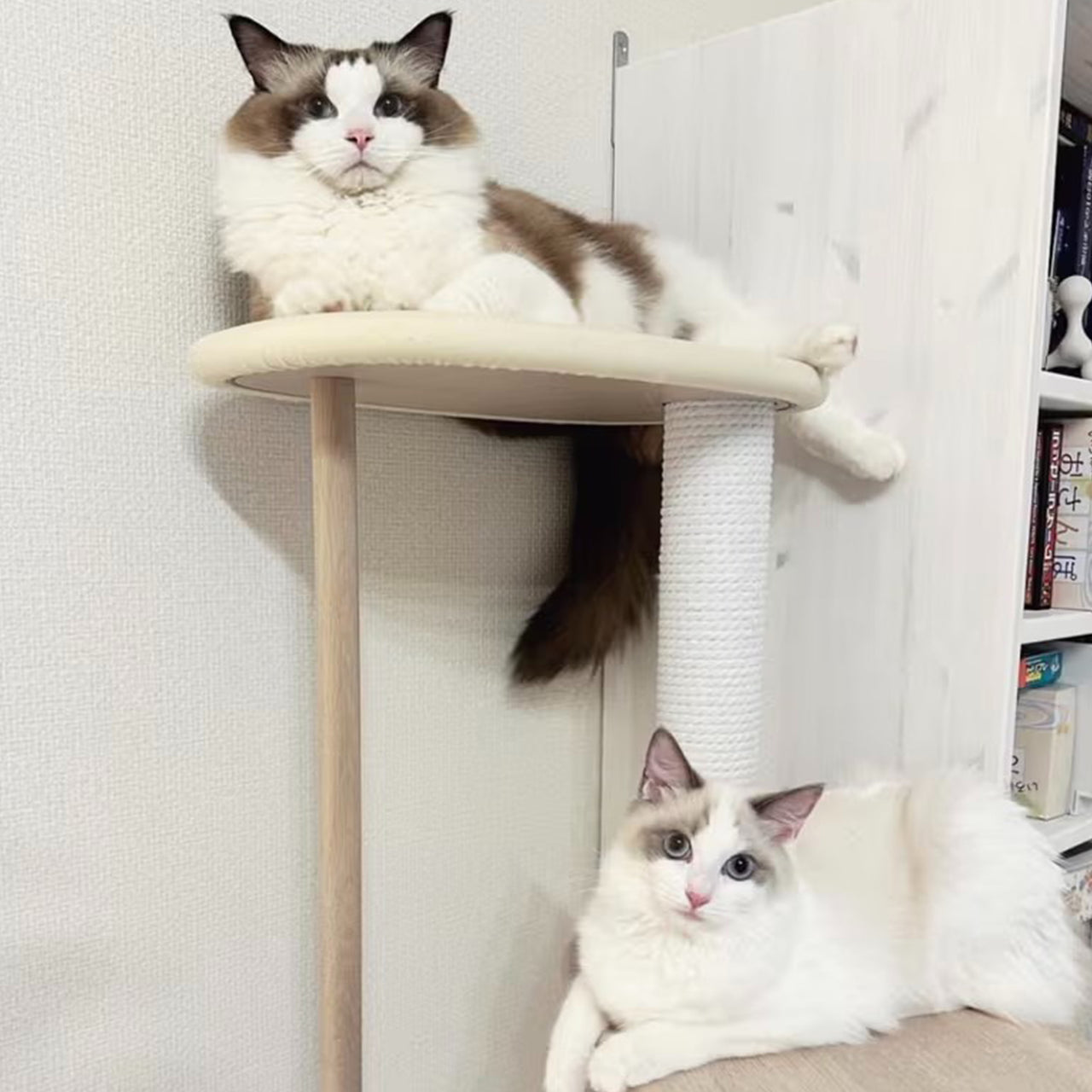 Cat Tree