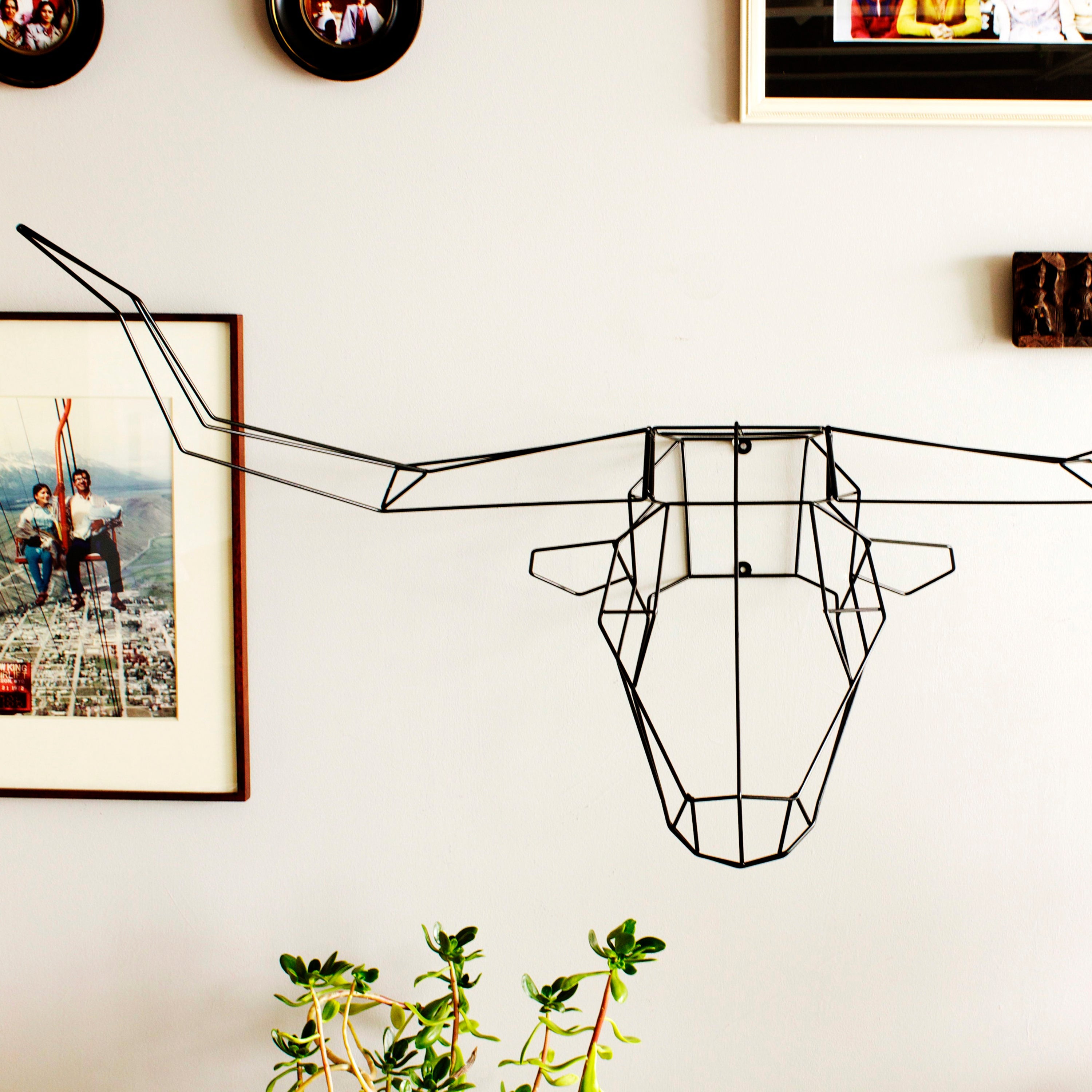 Longhorn Trophy Head