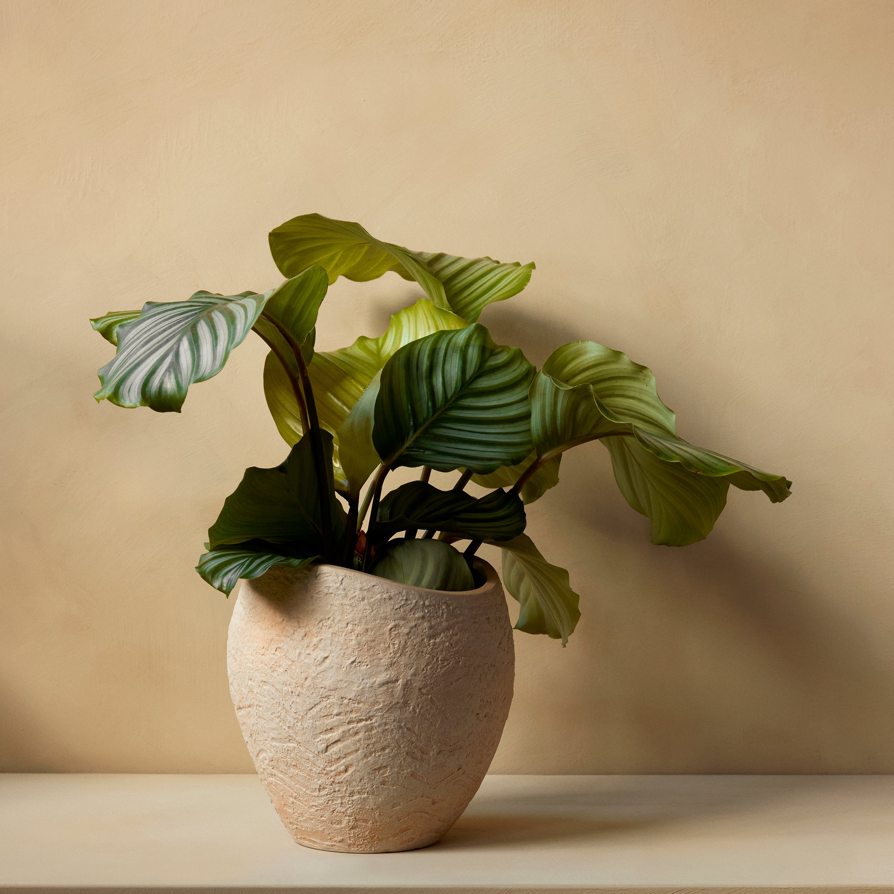 Plantas Planter: Quick Ship