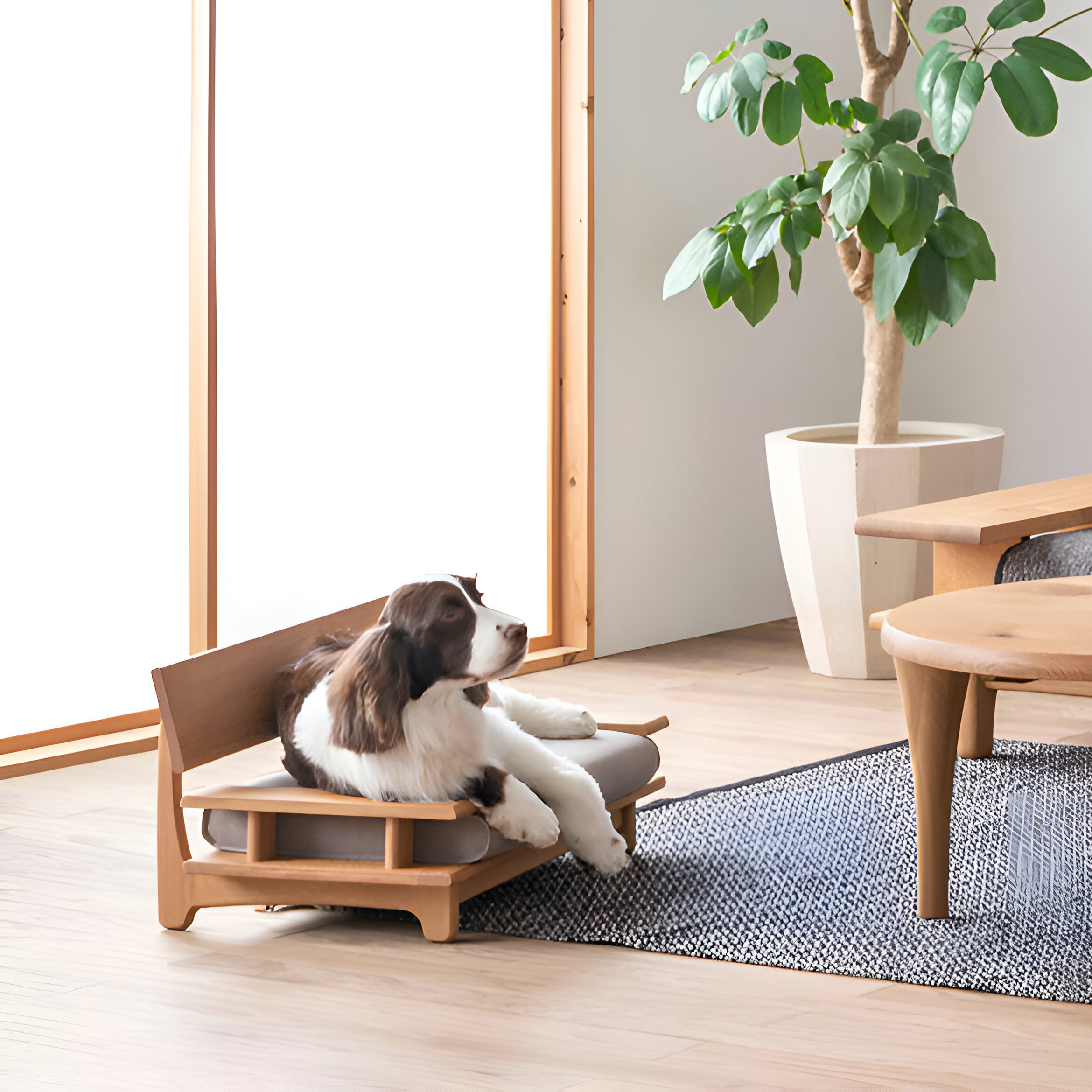 Pet Sofa