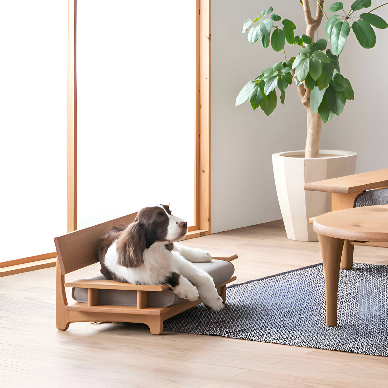 Pet Sofa