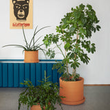 Containermid Cabinet: Large