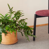 insitu