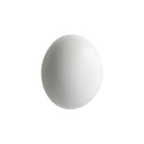 Babila Wall Light: Small - 7.1
