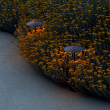 Ginger Bollard