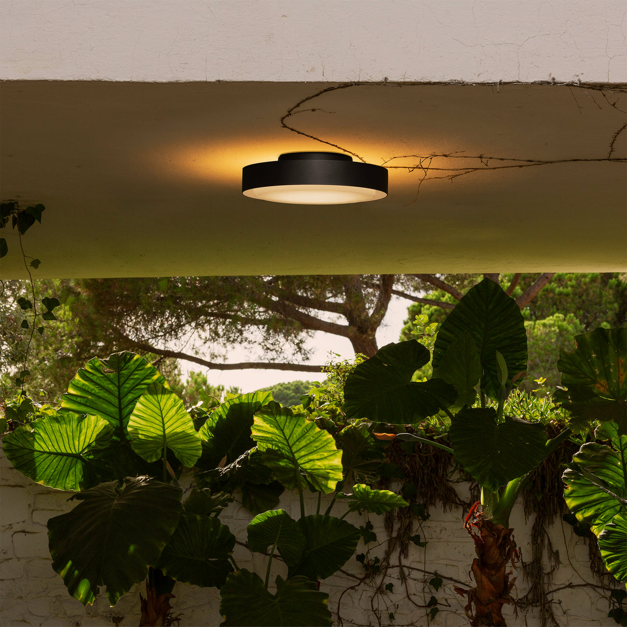 Plaff-On! Outdoor Wall/Ceiling Light